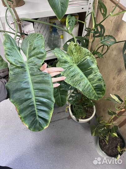 Филодендрон параисо верде