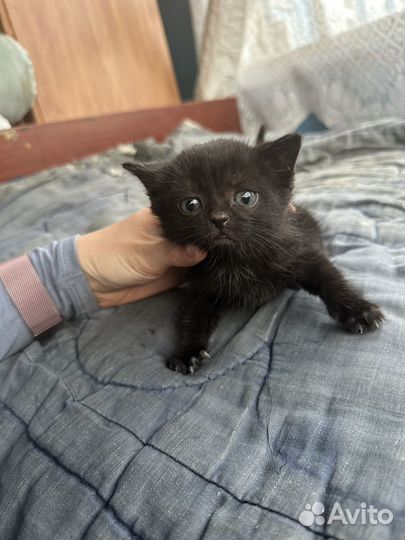 Котятки в добрые руки