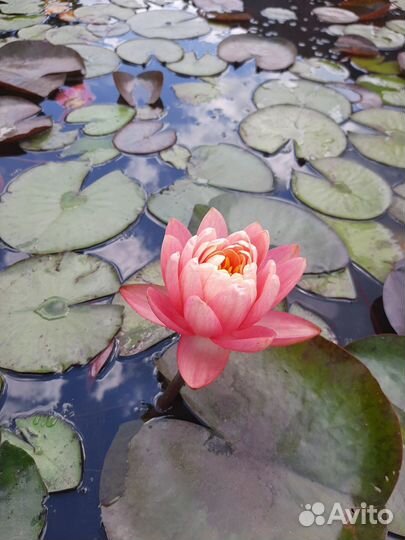 Нимфеи для пруда