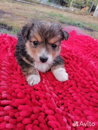 Маленькая кнопочка в добрые руки