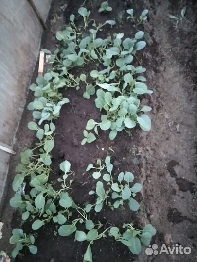 Рассада капусты