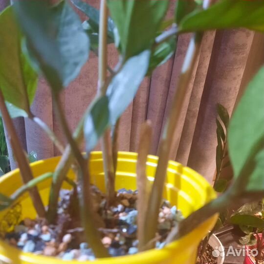 Замиокулькас. Долларовое дерево