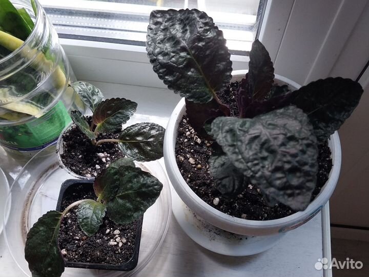 Комнатные цветы