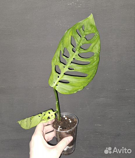 Монстера эскилето