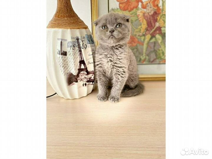 Вислоухий плюшевый котик