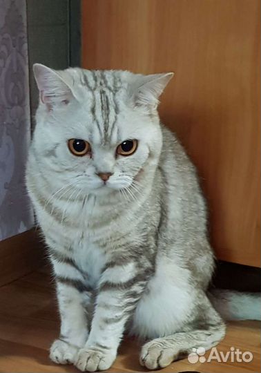 Шотландец для вязки
