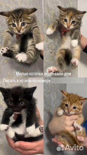 Котята