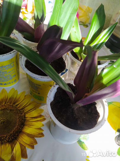 Традесканция рэо