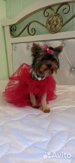 Йорочка mini девочка