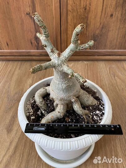 Адениумы- осьминоги взрослые