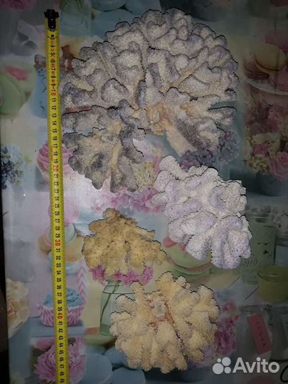 Морские кораллы