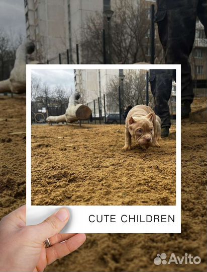 Мальчик Американского Булли