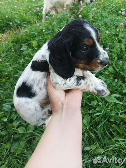 Щенки русского спаниеля