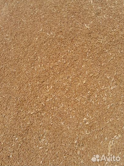 Пшеница 3 класс буденновский район п. Терский