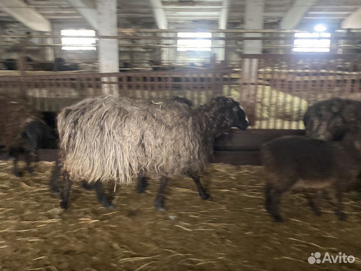 Овцы, ягнята. бараны. Эдельбаи, гиссары