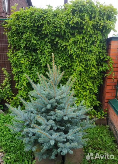 Лимонник китайский