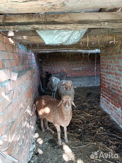 Овцы бараны