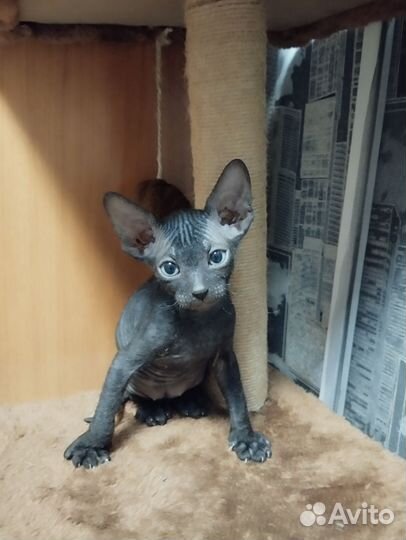 Канадский сфинкс