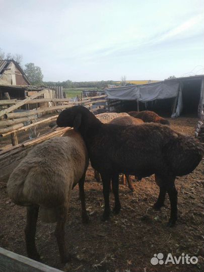 Бараны гиссарские на племя