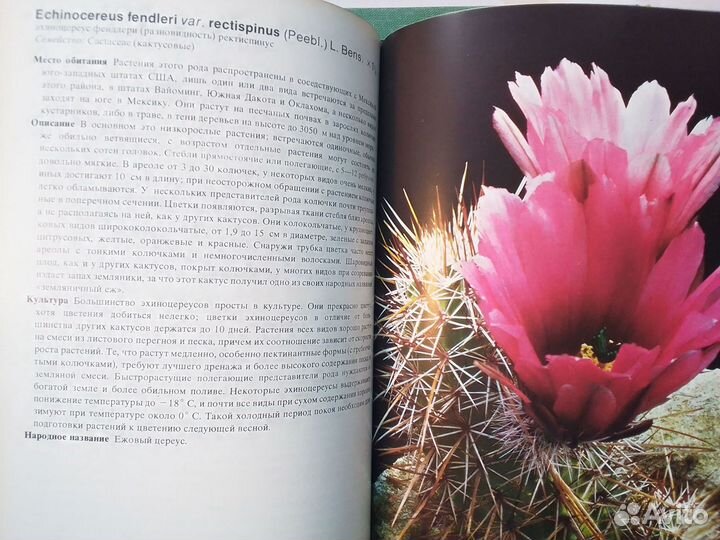 Книги Кактусы Комнатные растения комнатные цветы