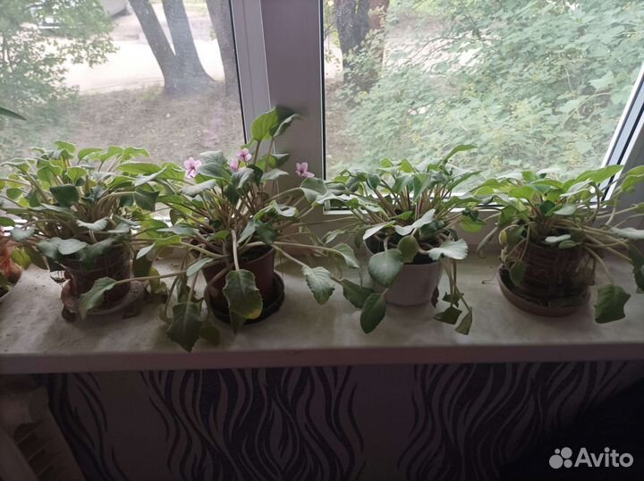 Фиалка в горшках