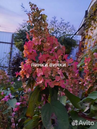 Гортензия метельчатая