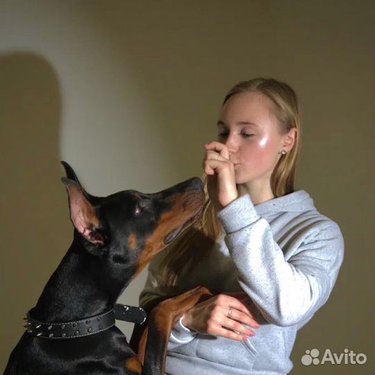 Предлагается доберман для фотосессии
