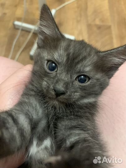 Котята отдам в добрые руки бесплатно