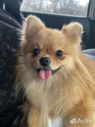 Померанский шпиц