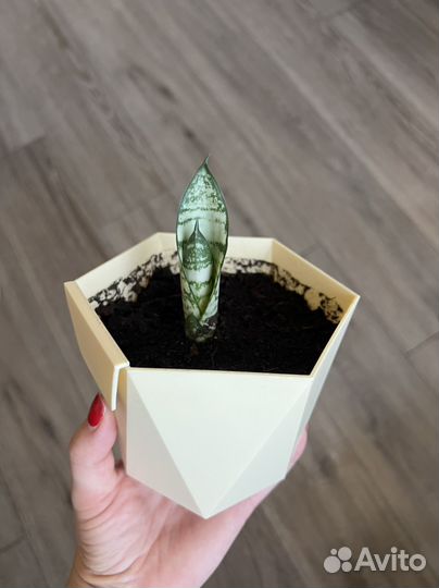 Сансевиерия тещин язык