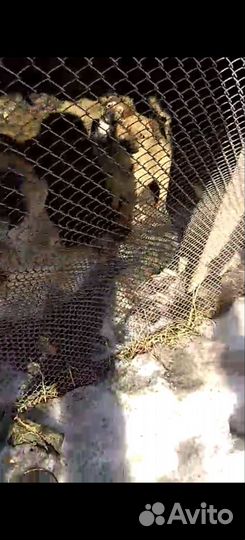 Щенки в добрые руки