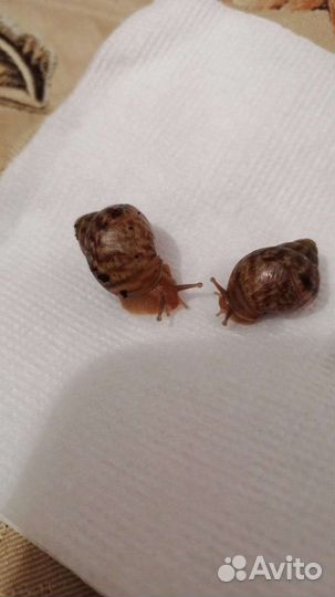 Улитки Ахатины (улитята)