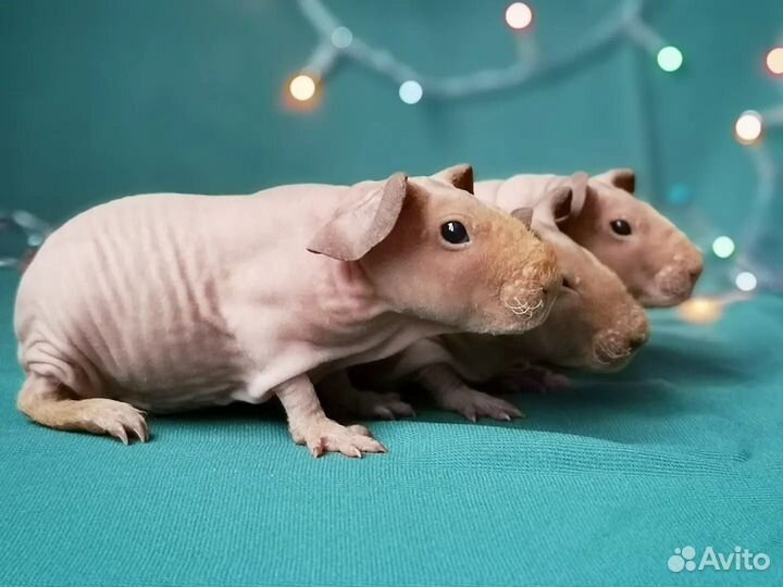 Морская свинка скинни(голые)