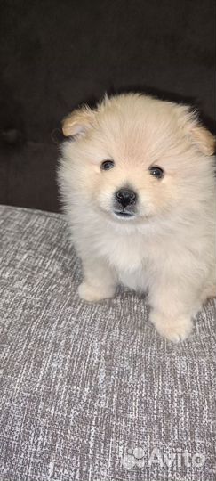 Щенки шпица