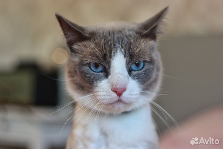 Кот