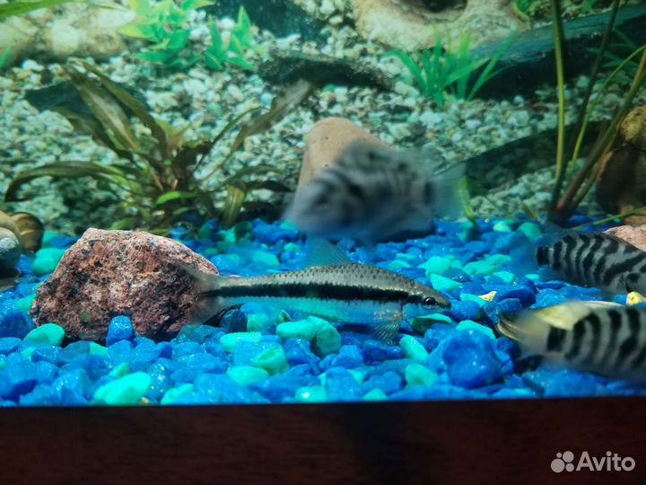Аквариумные рыбки