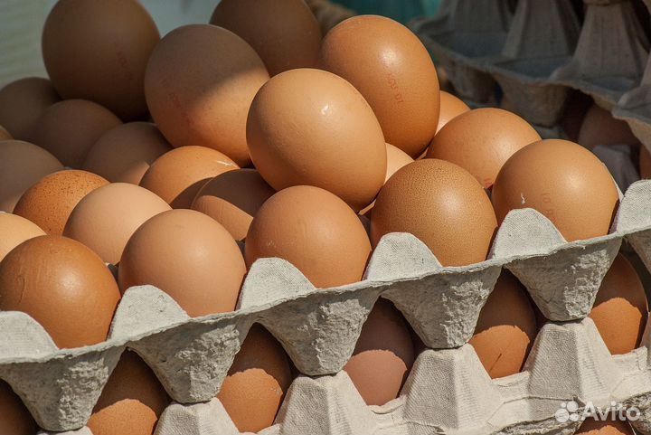 Яйцо куриное