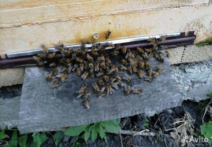Пчёлы