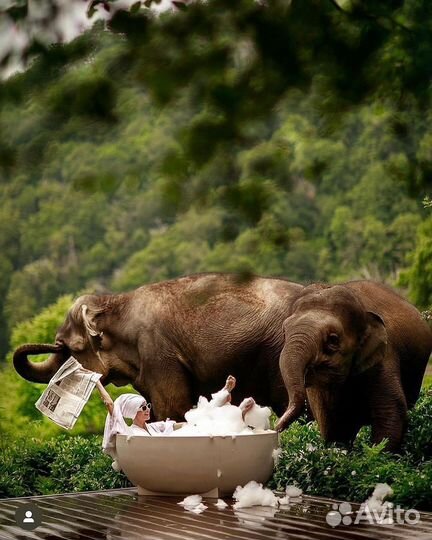 Парк слонов в Сочи