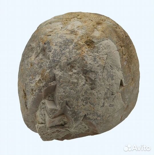 Морской ёж Echinocorys, Дагестан / Окаменелости