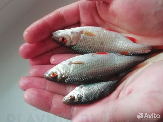 Живец карась, плотва