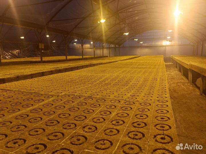 Теплицы 8 га