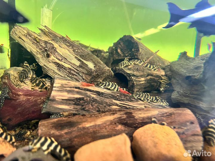 Номерные сомы опт, доставка