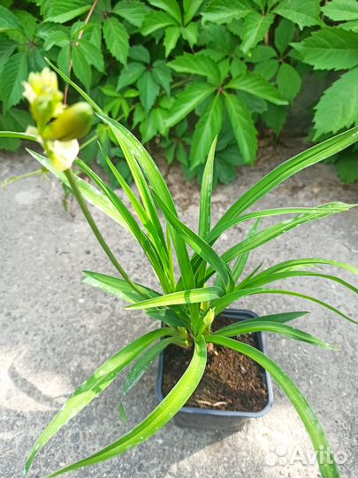 Лилейник Стелла де оро /Stella de Oro 02м