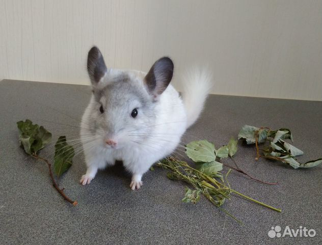 Шиншилла в зоомагазине. Гетероэбони шиншилла. Окраски шиншилл. Шиншиллы киров. Шиншилла.