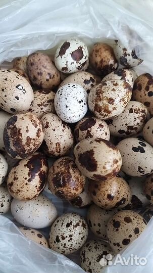 Яйца перепелиные домашние