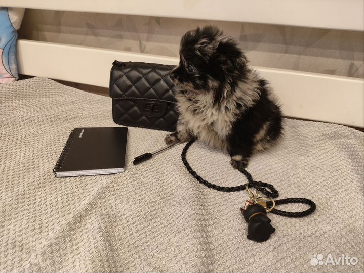 Шпиц мраморная и черный