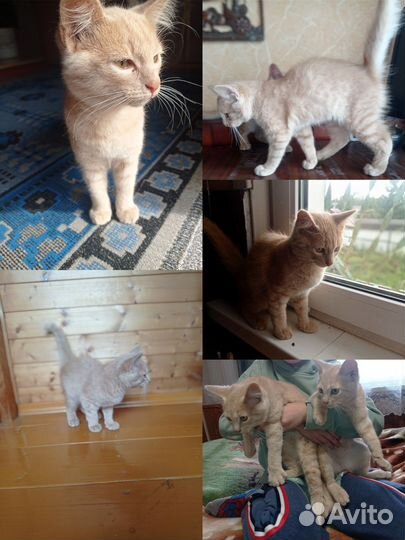 Кошка в дар бесплатно