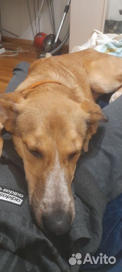 Отдам в добрые руки