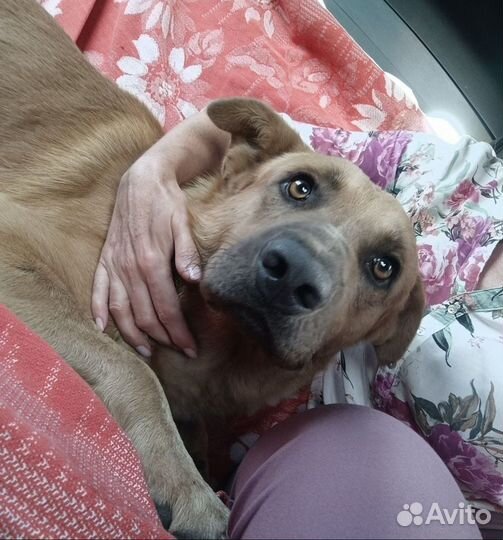 Пёс с тяжёлой судьбой